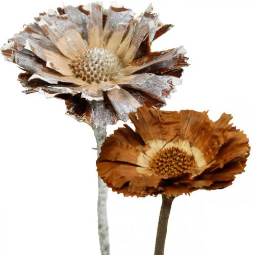 Floristik24 Exotic Mix Protea Rosette Natural, Vittvättad torkad blomma 9 st