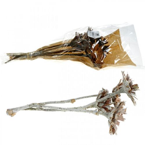 Floristik24 Exotic Mix Protea Rosette Natural, Vittvättad torkad blomma 9 st