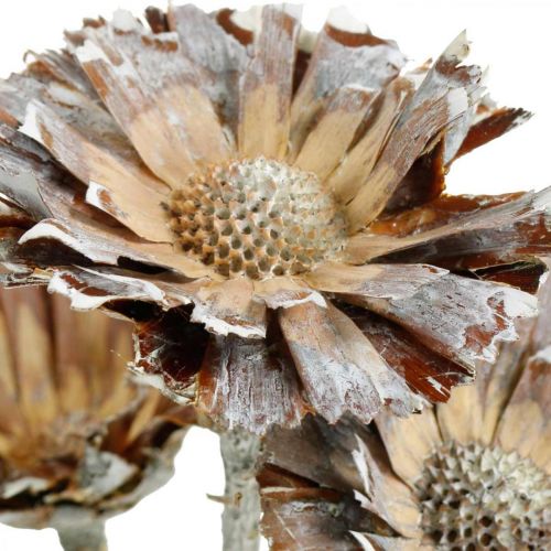 Floristik24 Exotic Mix Protea Rosette Natural, Vittvättad torkad blomma 9 st