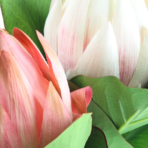 Floristik24 Protea Rosa 54cm 2st