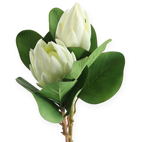 Protea vit 54cm 2st