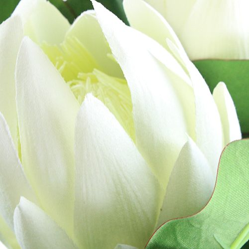 Floristik24 Protea vit 54cm 2st