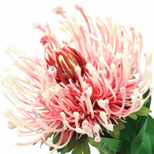 Artikel Protea Artificiell Rosa 73cm