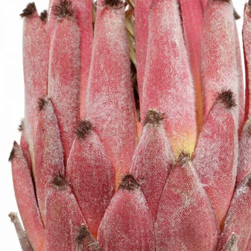 Artikel Konstgjord Protea Röd Exotisk konstgjord blomma H55cm