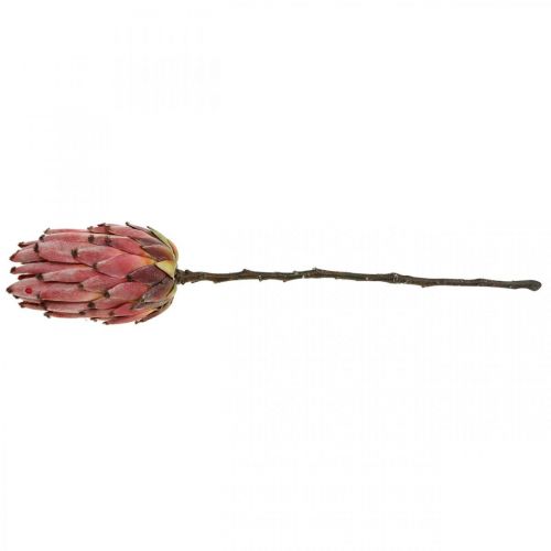 Floristik24 Konstgjord Protea Röd Exotisk konstgjord blomma H55cm
