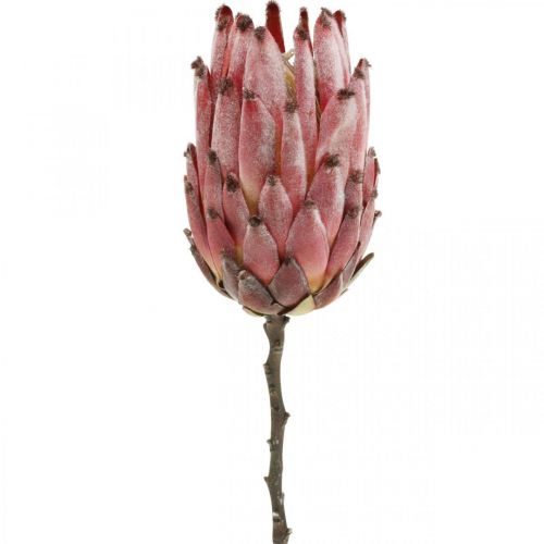 Floristik24 Konstgjord Protea Röd Exotisk konstgjord blomma H55cm