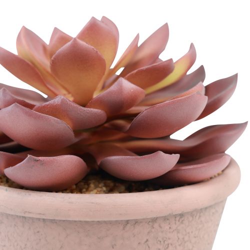 Artikel Suckulentväxt i kruka Echeveria konstgjord röd årgång Ø15cm H16cm