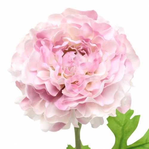 Artikel Ranunculus lila H45cm