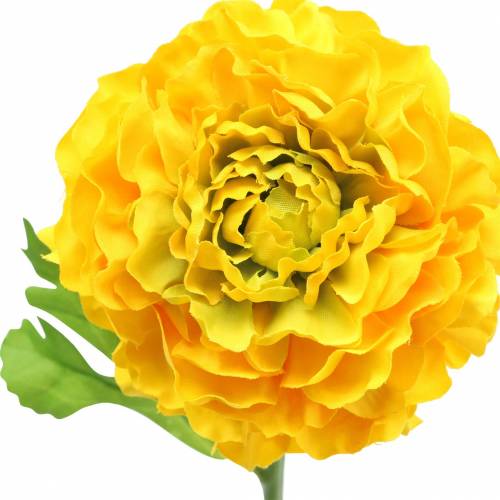 Floristik24 Ranunculus Yellow H45cm