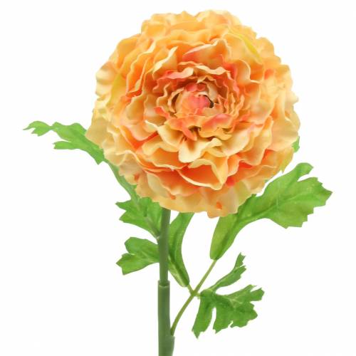 Ranunculus lax H45cm