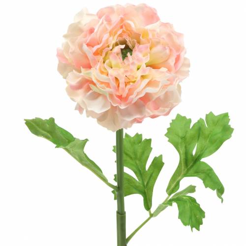 Ranunculus Peach H45cm