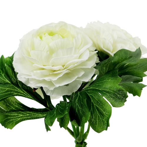 Floristik24 Ranunculus bukett vit L18cm
