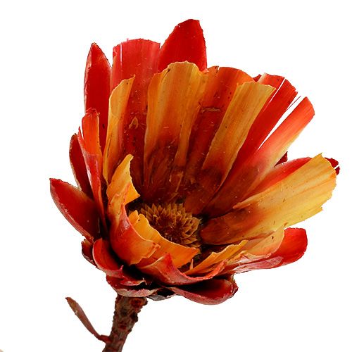 Artikel Repens Cup Röd 25 st