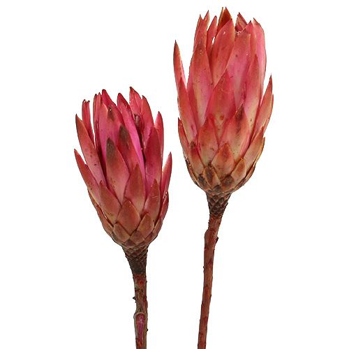 Floristik24 Repens Erika 25 st