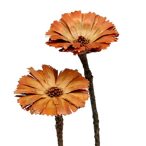 Artikel Repens Rosett Naturell 6-7cm 50 st