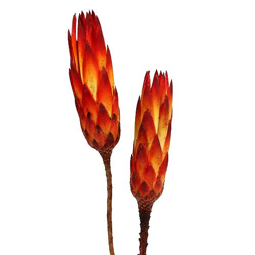 Repens röd liten 50st
