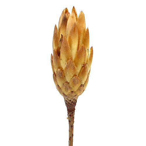 Floristik24 Repens Kräm 25 st