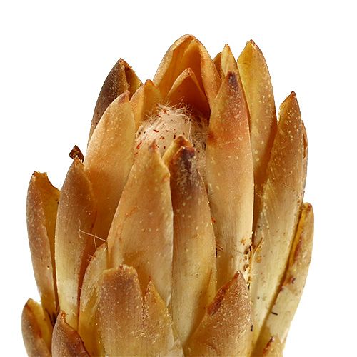 Artikel Repens Kräm 25 st