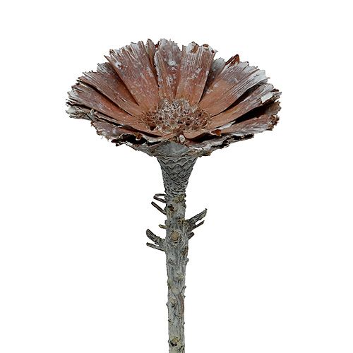 Artikel Repens rosett 6-7cm vittvättad 25 st
