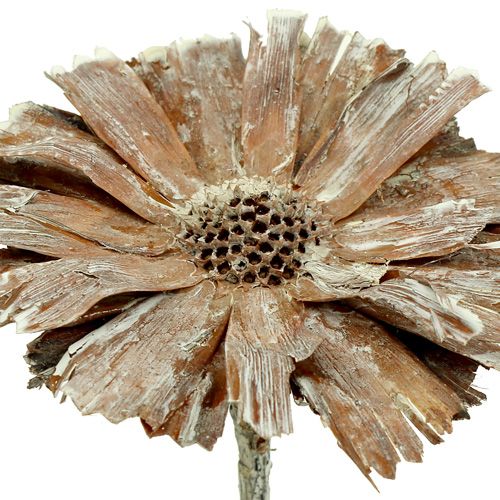 Artikel Protea rosett 8-9cm vittvättad 25 st