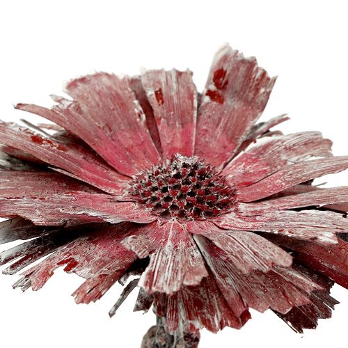 Artikel Protea rosett ljung frostad Ø8-9cm 25 st