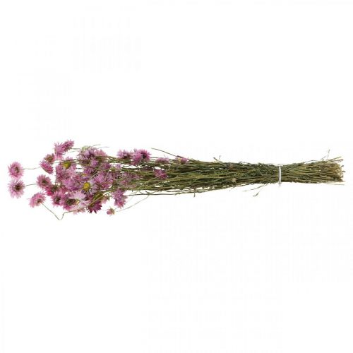 Artikel Halmblommor torkade blommor rosa Acroclinium knippe 20g