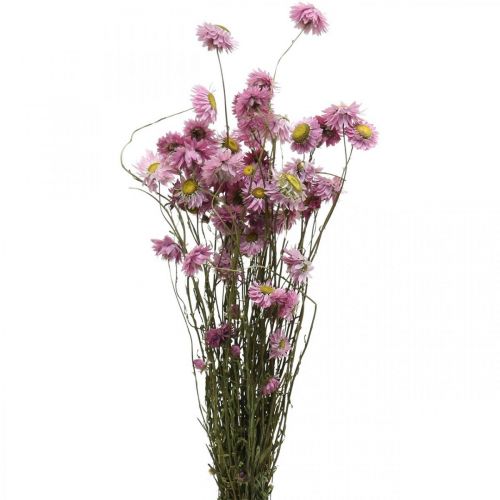 Artikel Halmblommor torkade blommor rosa Acroclinium knippe 20g