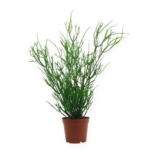 Floristik24 Rhipsalis i en kruka 32 cm grön