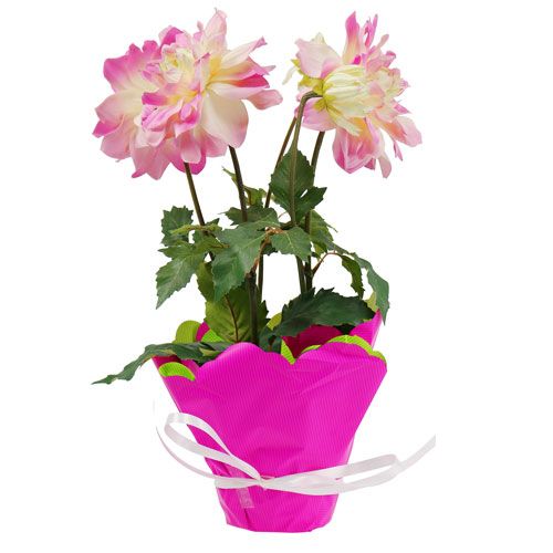 Floristik24 Rondella Ø48cm tvåfärgad rosa-grön 50p