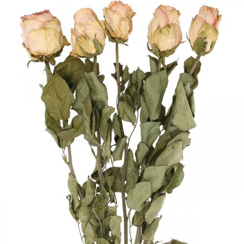 Floristik24 Dekorativa rosor, torkade blommor, torkade rosor, Alla hjärtans dag, begravningsflorister, rustika rosor gulrosa L48cm 5 st.