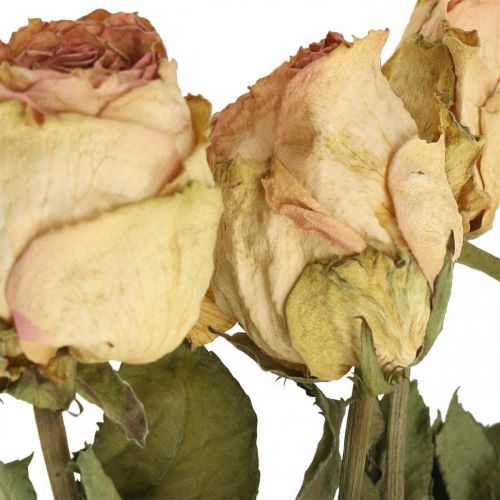 Artikel Dekorativa rosor, torkad blomma, torkade rosor, alla hjärtans dag, begravningsblommor, rustika rosor gulrosa L48cm 5st