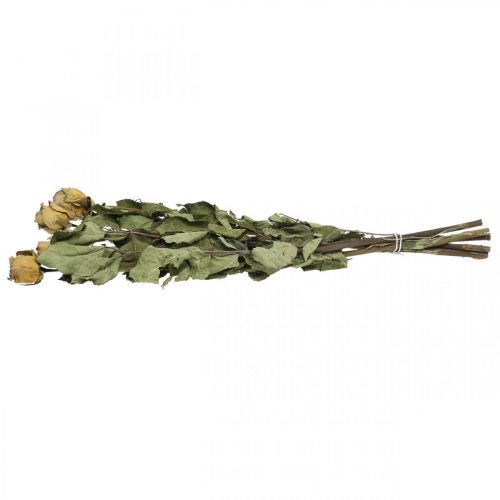 Floristik24 Torkad blomros, alla hjärtans dag, torr blommor, rustika dekorativa rosor gullila L45-50cm 5 st