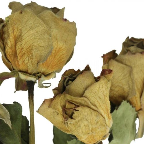 Floristik24 Torkad blomros, alla hjärtans dag, torr blommor, rustika dekorativa rosor gullila L45-50cm 5 st