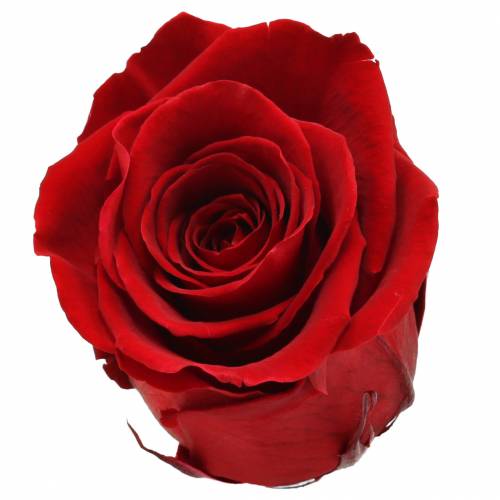 Artikel Infinity rosor stora Ø5,5-6cm röda 6st