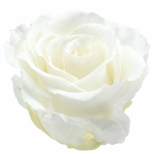 Floristik24 Infinity rosor stora Ø5,5-6cm vita 6st