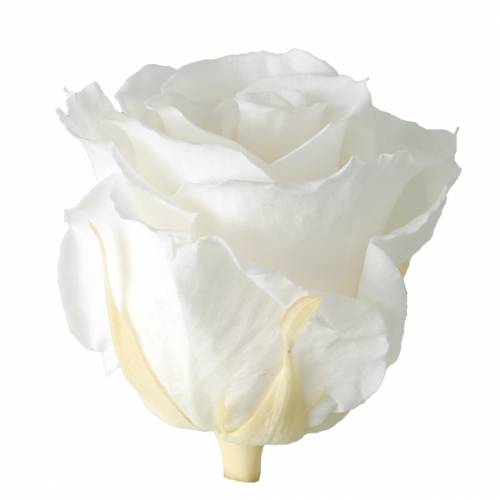 Artikel Infinity Roses Large Ø5,5-6cm Vit 6 st