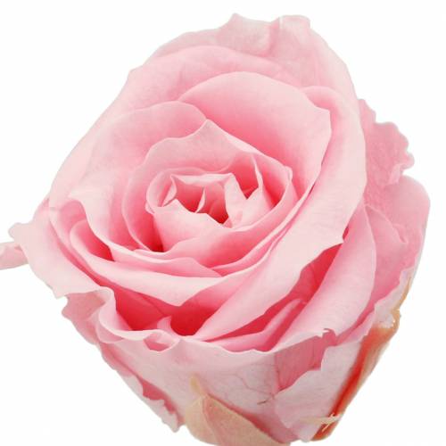 Artikel Evig rosor medium Ø4-4,5cm rosa 8st