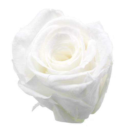 Artikel Konserverade rosor medium Ø4-4,5cm vit 8st
