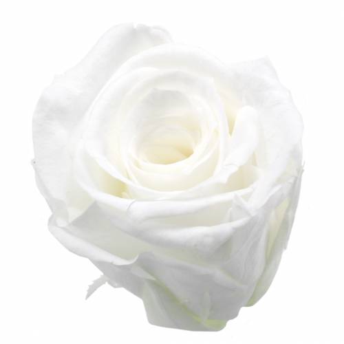 Artikel Konserverade rosor medium Ø4-4,5cm vita 8 st