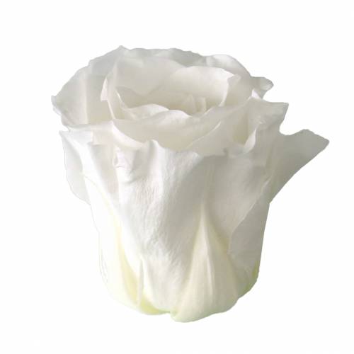 Artikel Konserverade rosor medium Ø4-4,5cm vita 8 st