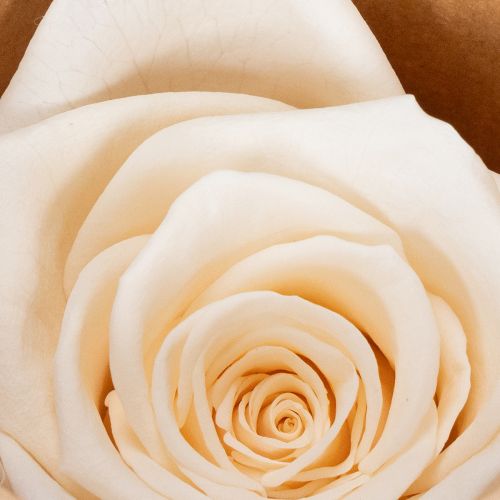 Artikel Rosenhuvuden, konserverade blommor för eleganta blomsterarrangemang, 5 cm, 6 stycken