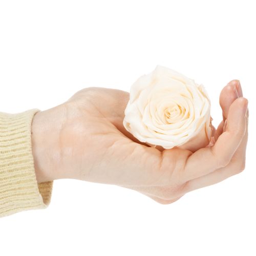 Artikel Rosenhuvuden, konserverade blommor för eleganta blomsterarrangemang, 5 cm, 6 stycken