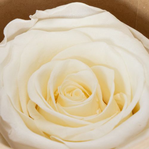 Artikel Konserverade rosenhuvuden, hållbar bordsdekoration för en romantisk atmosfär, bröllopsdekoration, 5 cm, 6 stycken