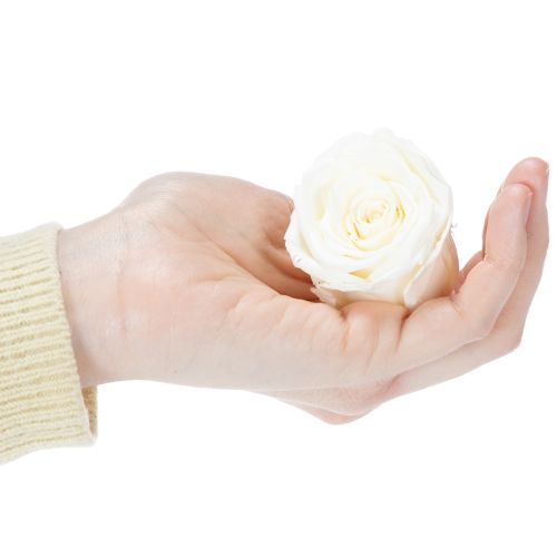 Artikel Konserverade rosenhuvuden, hållbar bordsdekoration för en romantisk atmosfär, bröllopsdekoration, 5 cm, 6 stycken