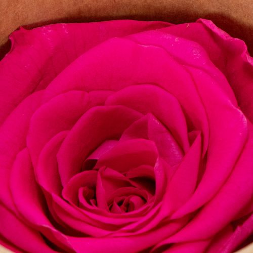 Artikel Konserverade rosdekorationer, riktiga blommor för bordsdekoration, unika och hållbara blommor, 5 cm, 6 stycken