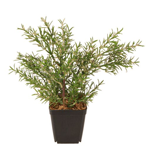 Artikel Rosmarin i kruka Konstgjorda örter Gröna växter H24cm
