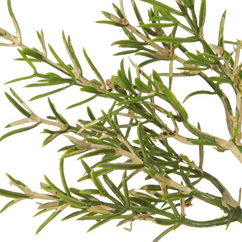 Artikel Rosmarin i kruka Konstgjorda örter Gröna växter H24cm
