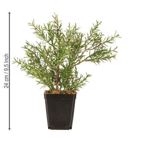 Artikel Rosmarin i kruka Konstgjorda örter Gröna växter H24cm
