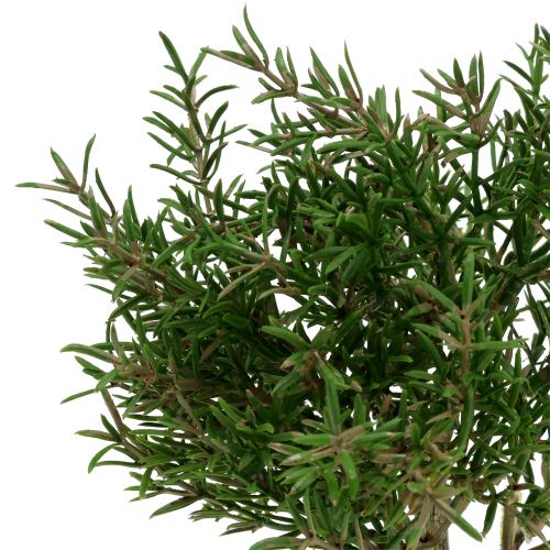 Floristik24 Konstgjorda rosmarinträd i en kruka 23cm