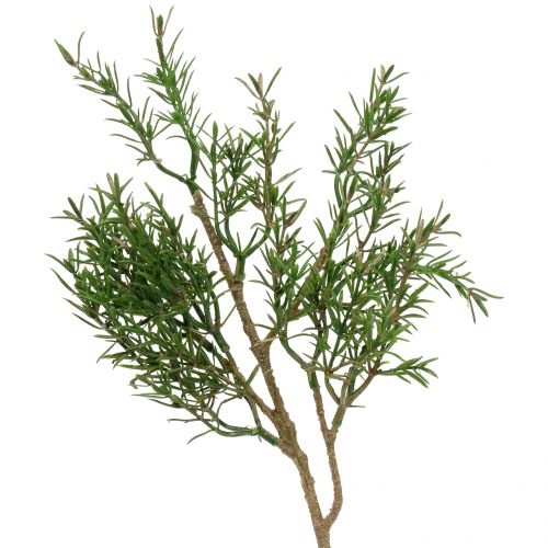 Floristik24 Rosmarin gren 36cm 3st